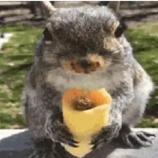 Ardilla volando🐿️👋🏻 TIKTOK 📲 sticker 13