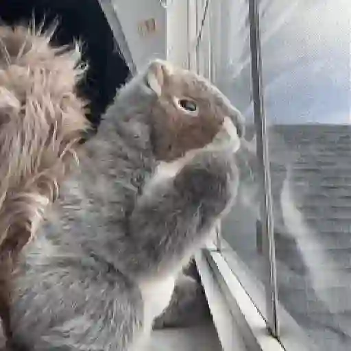 Ardilla volando🐿️👋🏻 TIKTOK 📲 sticker 12