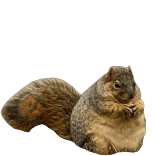 Ardillas 🐿 sticker 19