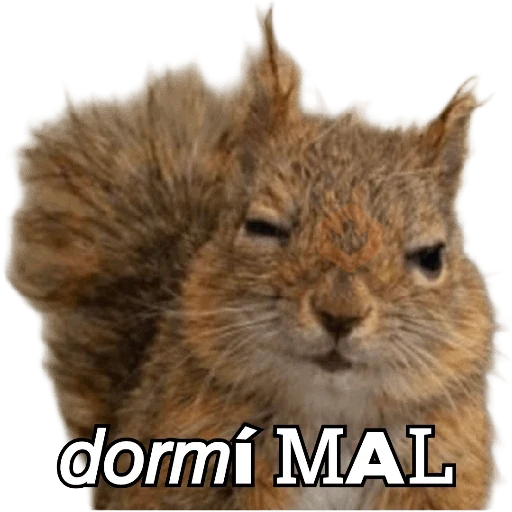Ardillas 🐿 sticker 11