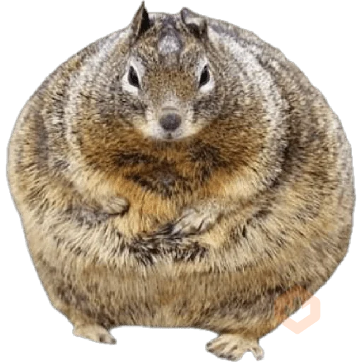 Ardillas 🐿 sticker 21