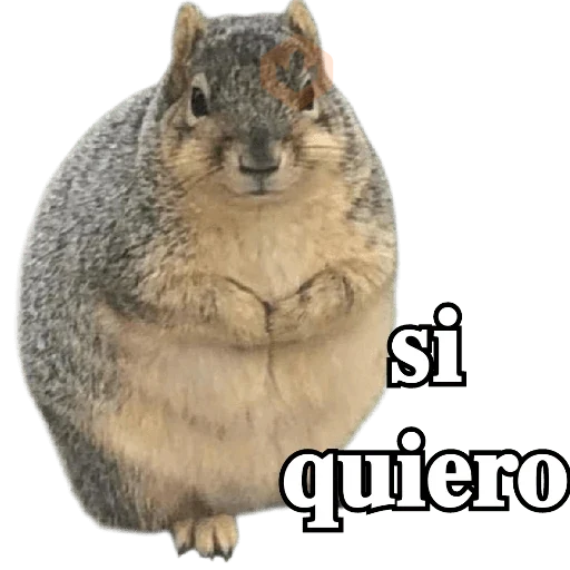 Ardillas 🐿 sticker 23