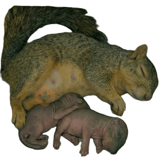 Ardillas 🐿 sticker 24