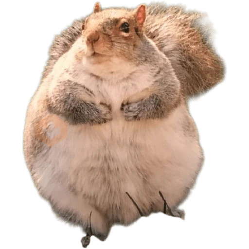 Ardillas 🐿 sticker 20