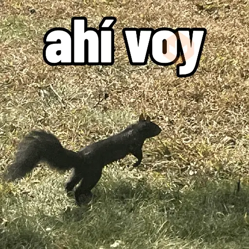 Ardillas 🐿 sticker 15