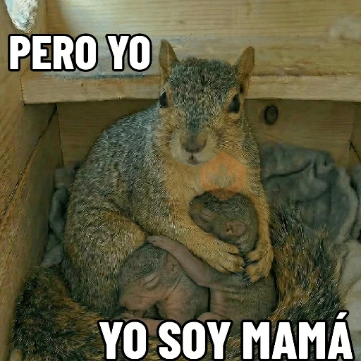 Ardillas 🐿 sticker 14