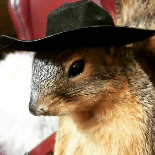 Ardillas 🐿 sticker 17