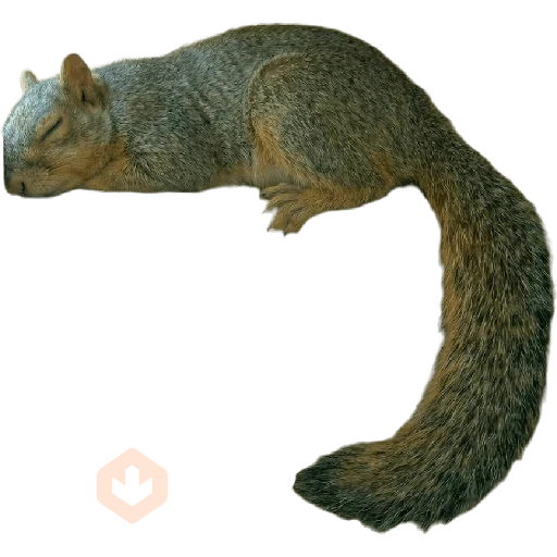 Ardillas 🐿 sticker 12