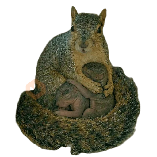 Ardillas 🐿 sticker 22