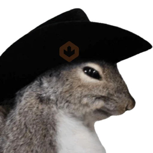 Ardillas 🐿 sticker 18