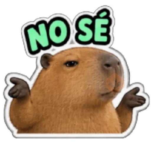 Capibara sin contexto 🤎🤍 sticker 17