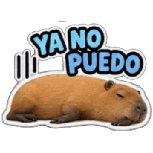 Capibara sin contexto 🤎🤍 sticker 16
