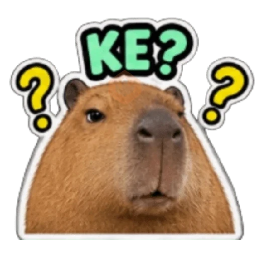 Capibara sin contexto 🤎🤍 sticker 13