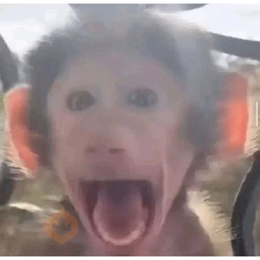 MONITOS sticker 12