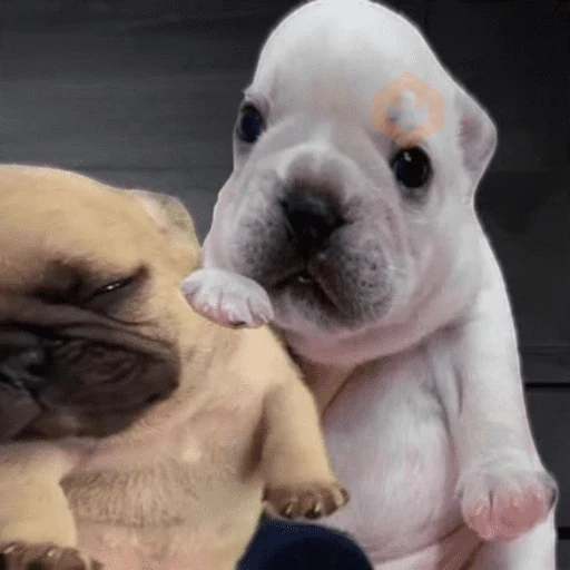 🐶 PIBBLES BONITOS 🐾 sticker 15
