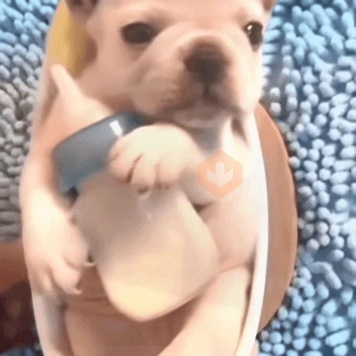🐶 PIBBLES BONITOS 🐾 sticker 14