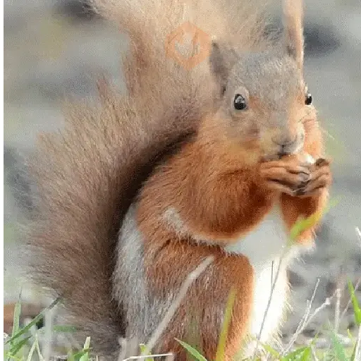 Ardilla Tiktok🐿️ sticker 23