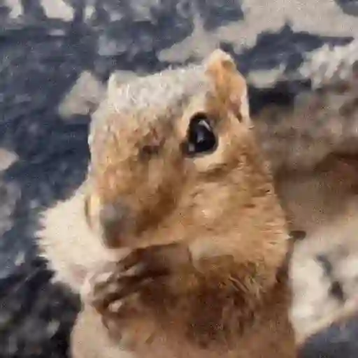 Ardilla Tiktok🐿️ sticker 12
