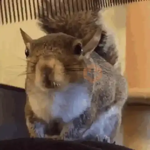Ardilla Tiktok🐿️ sticker 14