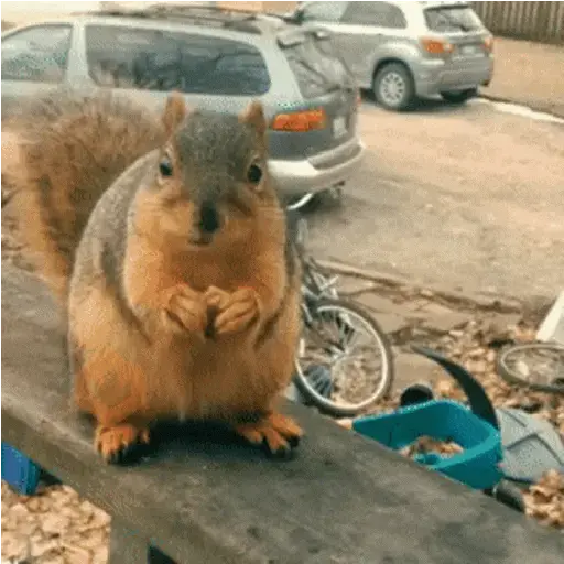 Ardilla Tiktok🐿️ sticker 19