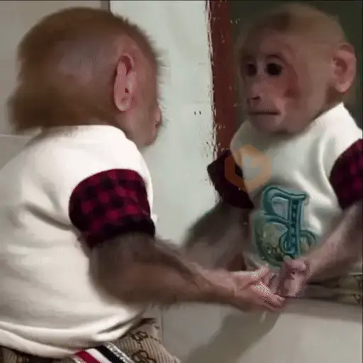 Un Monito 🐒 sticker 11