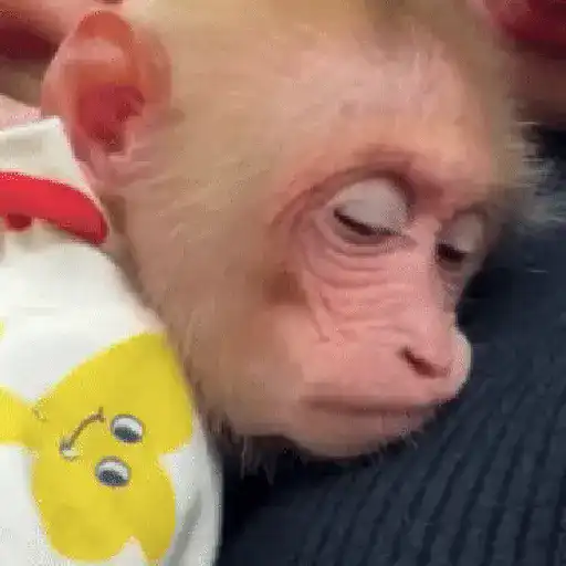 Un Monito 🐒 sticker 12