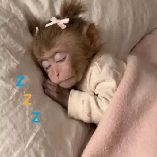 Monitos para ℰ𝓁 𝒸𝒽𝒶𝓉 🐒💬 sticker 19
