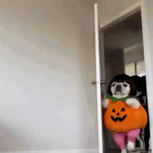 Pibbles en ℋ𝒶𝓁𝓁ℴ𝓌𝑒𝑒𝓃🎃🐾 sticker 14