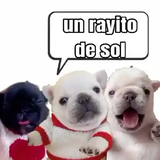 pibble 🐶🐾perros sticker 15