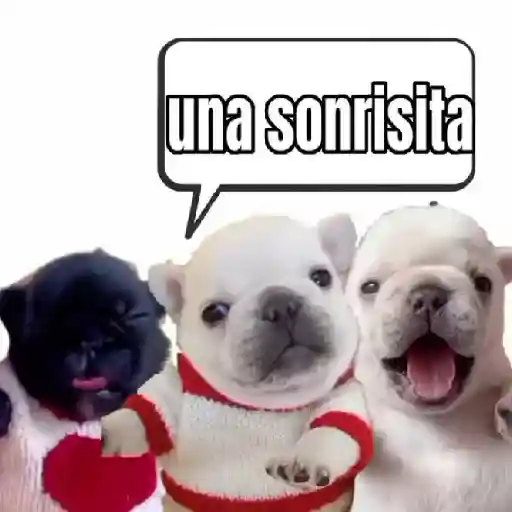 pibble 🐶🐾perros sticker 12