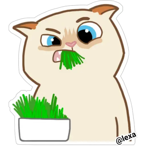 Cat🐱coco 
