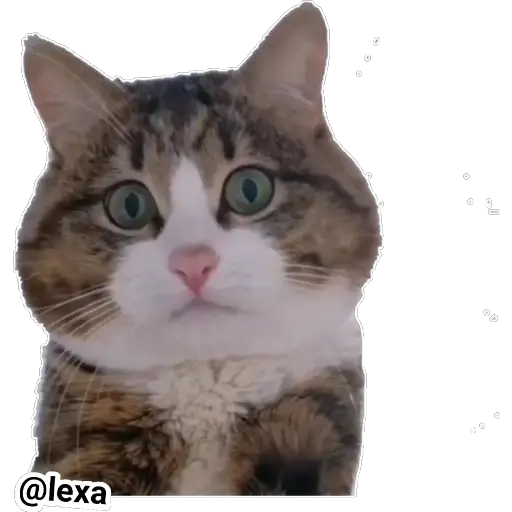Emotion Cats 🐱🐈 