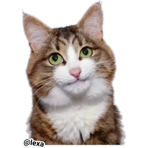 Emotion Cats 🐱🐈 