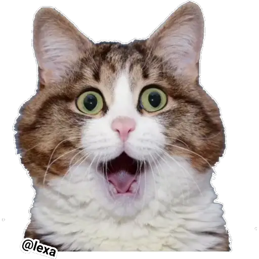 Emotion Cats 🐱🐈 