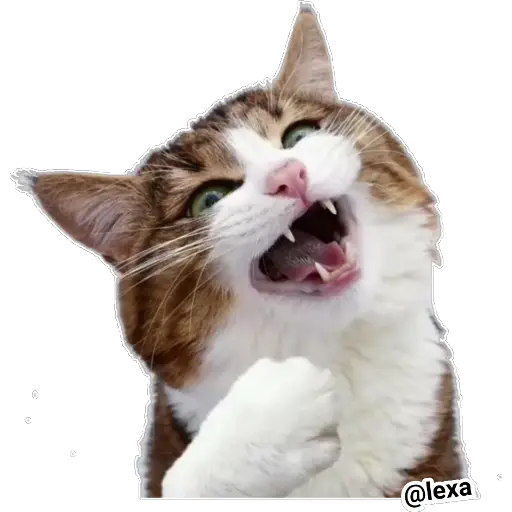 Emotion Cats 🐱🐈  preview