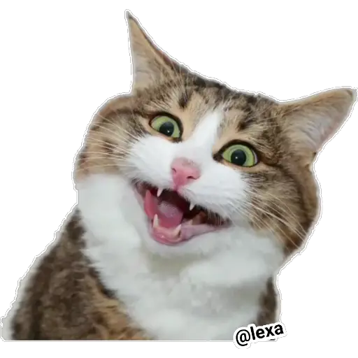 Emotion Cats 🐱🐈 