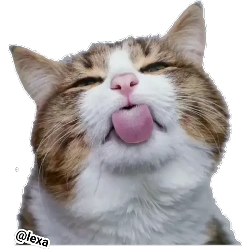 Emotion Cats 🐱🐈 