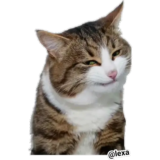 Emotion Cats 🐱🐈  preview
