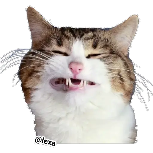 Emotion Cats 🐱🐈 