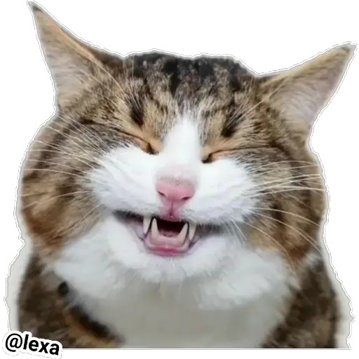 Emotion Cats 🐱🐈 
