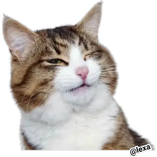 Emotion Cats 🐱🐈 