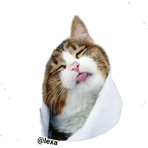Emotion Cats 🐱🐈  preview