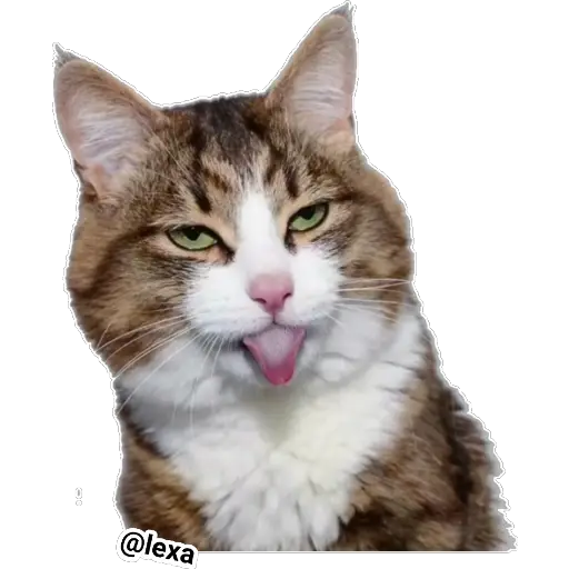 Emotion Cats 🐱🐈  preview