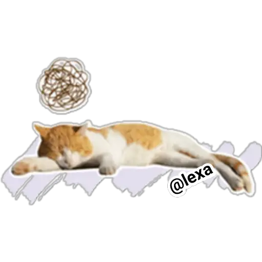 gatitos🐱sweet💗 