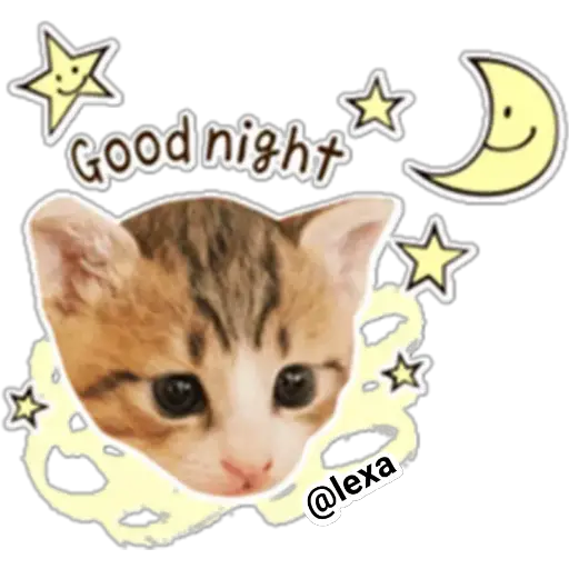 gatitos🐱sweet💗  preview