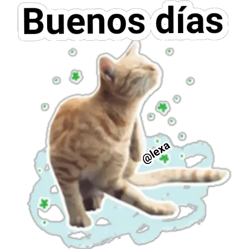 gatitos🐱sweet💗  preview