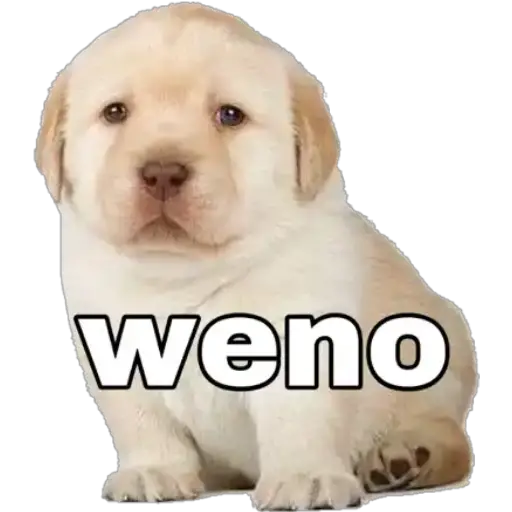 Perritos 