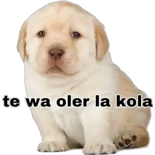 Perritos 