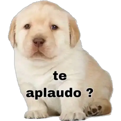 Perritos 