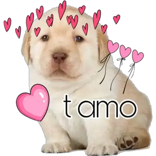 Perritos 